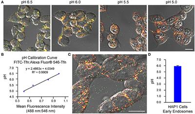 Live-cell Microscopy and Fluorescence-based Measurement of Luminal pH in Intracellular Organelles